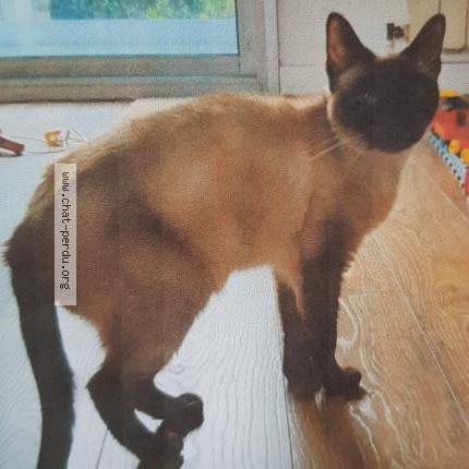 Photo 1/1 Calimot Chat lost in Bordeaux