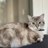 Picture of cat lost at Bayonne