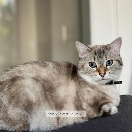 Picture of cat lost at Bayonne