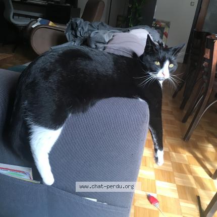 Foto 1/1 Kat teruggevonden Vermist in Uccle