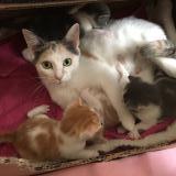 Picture of cat lost at Bernaville