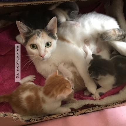 Photo 1/1 Lola Chat lost in Bernaville