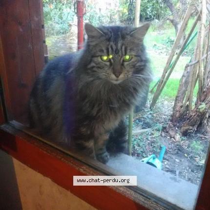 Photo 1/1 Cat reunited Lost in Floirac