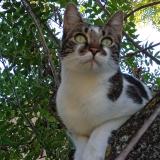 Picture of cat lost at Le Tholonet