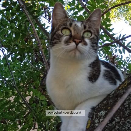 Photo 1/2 Tiana Chat lost in Le tholonet