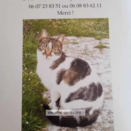 Photo 2/2 Tiana Chat lost in Le tholonet