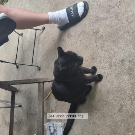 Foto 1/1 Wiedergefundene Katze Gefunden in Geneve