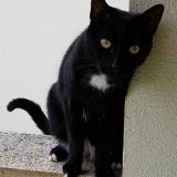 Picture of cat lost at Laxou