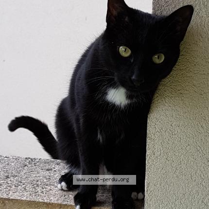 Photo 1/1 Merlin Chat lost in Laxou