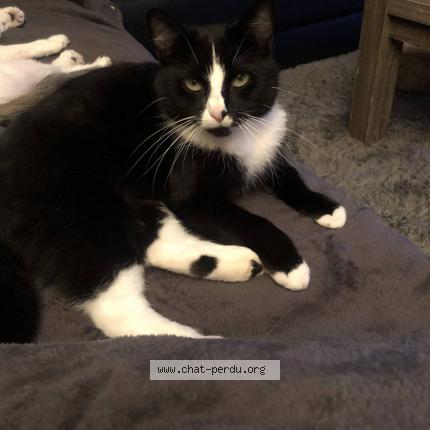 Foto van vermiste kat in Huy