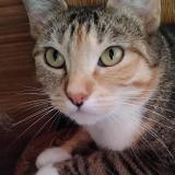 Picture of cat lost at St Hilaire