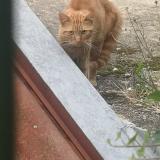 Picture of cat found at Saint Etienne
