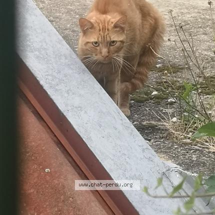Photo 1/1 Cat reunited Found in Saint etienne