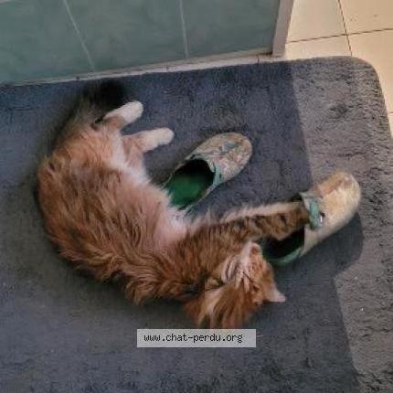 Photo 1/2 Orphée Chat lost in Jouarre