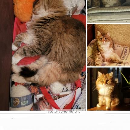 Photo 2/2 Orphée Chat lost in Jouarre