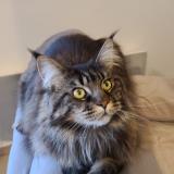 Picture of cat lost at Beaucaire