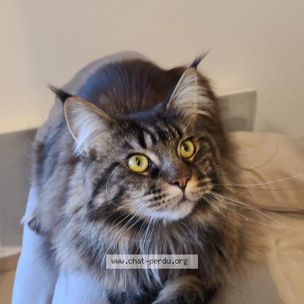 Photo 1/1 PERLE Chat lost in Beaucaire