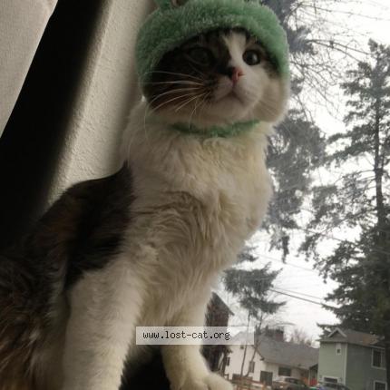Picture of cat lost at Portland
