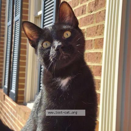 Picture of cat lost at Woodbridge