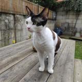 Picture of cat lost at Bordeaux