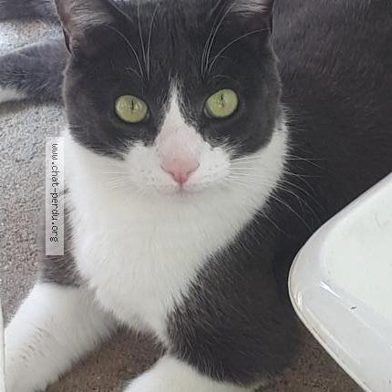 Photo 1/1 Rainbow Chat lost in Thouare sur loire