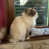 Picture of cat lost at Nouziers