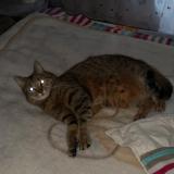 Picture of cat lost at Franconville