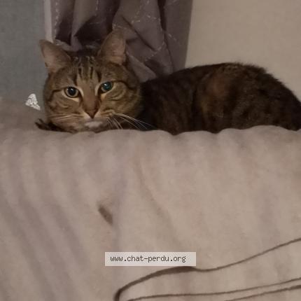 Photo 2/2 Princesse Chat lost in Franconville