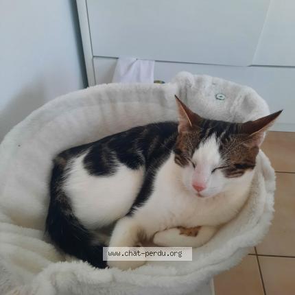 Photo 1/1 Michel Chat lost in Denguin