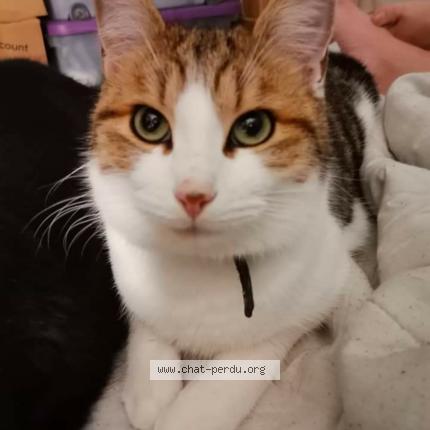 Photo 1/1 Caramel Chat lost in Marigny le lozon