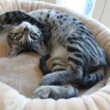 Picture of cat lost at Lantriac