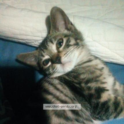 Photo 2/4 RICKI Chat lost in Lantriac