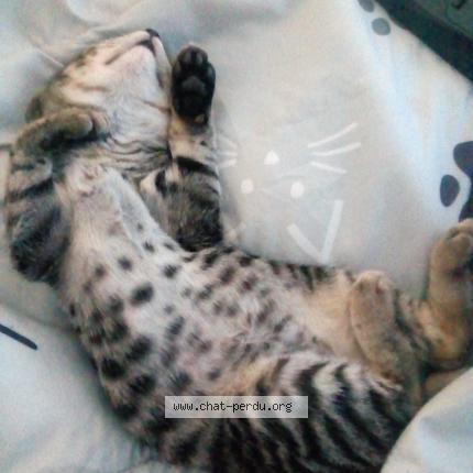 Photo 3/4 RICKI Chat lost in Lantriac