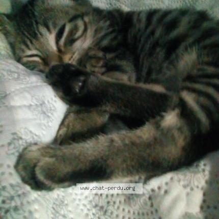 Photo 4/4 RICKI Chat lost in Lantriac