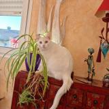 Picture of cat lost at La Barre