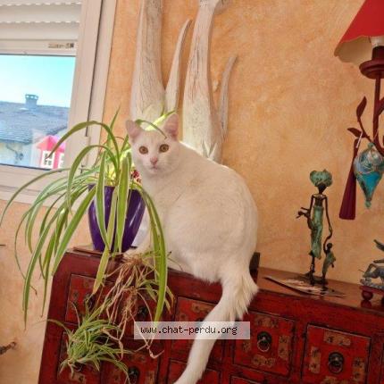 Photo 1/1 SAMBA Chat lost in La barre