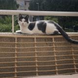 Picture of cat lost at Marseille