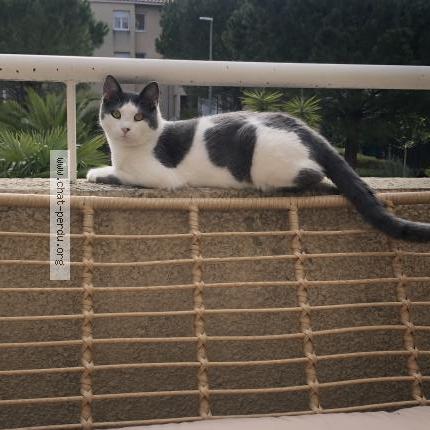 Photo 1/3 Ori Chat lost in Marseille