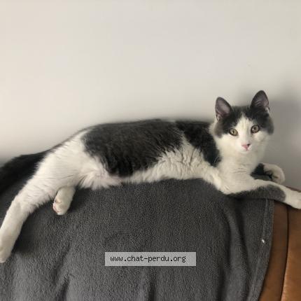 Photo 2/3 Ori Chat lost in Marseille