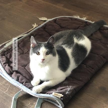 Photo 3/3 Ori Chat lost in Marseille