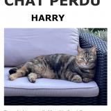 Picture of cat lost at Faye La Vineuse