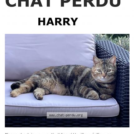 Photo 1/1 Harry Chat lost in Faye la vineuse