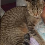 Picture of cat lost at Villiers En Bois