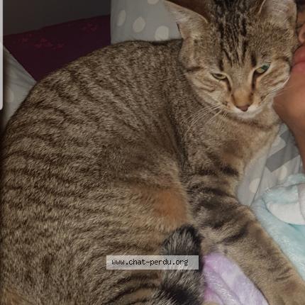 Photo 1/1 KITTY Chat lost in Villiers en bois