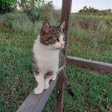 Picture of cat lost at Saint Julien De Peyrolas