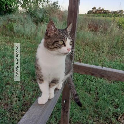 Photo 1/2 Nino Chat lost in Saint julien de peyrolas