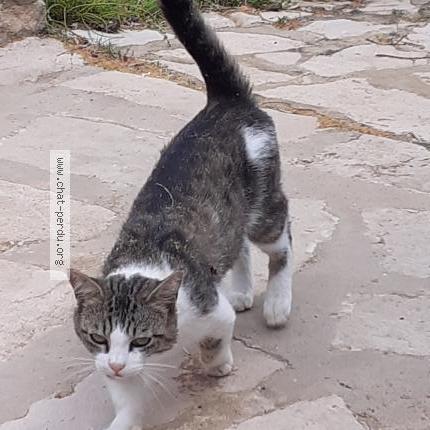 Photo 2/2 Nino Chat lost in Saint julien de peyrolas