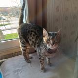 Picture of cat lost at Bonneuil Sur Marne