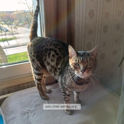 Photo 1/1 minou . Chat lost in Bonneuil sur marne