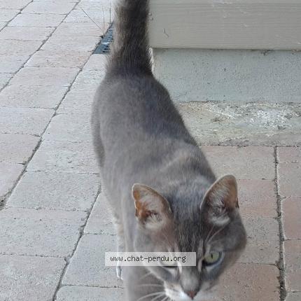 Photo 1/1 Toula Chat lost in Saint forget